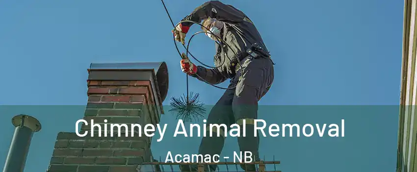 Chimney Animal Removal Acamac - NB