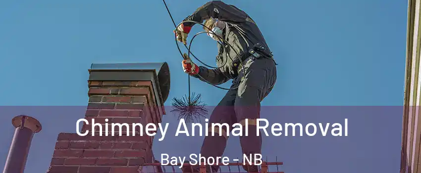Chimney Animal Removal Bay Shore - NB