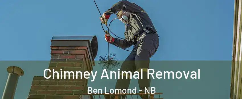 Chimney Animal Removal Ben Lomond - NB