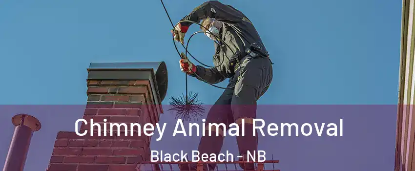 Chimney Animal Removal Black Beach - NB
