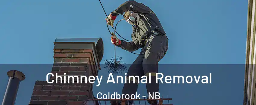 Chimney Animal Removal Coldbrook - NB