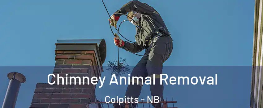 Chimney Animal Removal Colpitts - NB