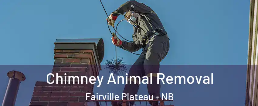 Chimney Animal Removal Fairville Plateau - NB