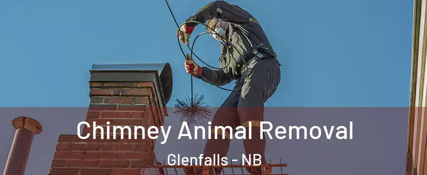 Chimney Animal Removal Glenfalls - NB
