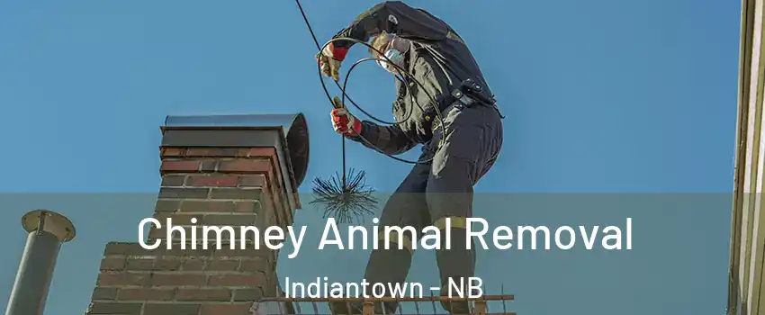 Chimney Animal Removal Indiantown - NB