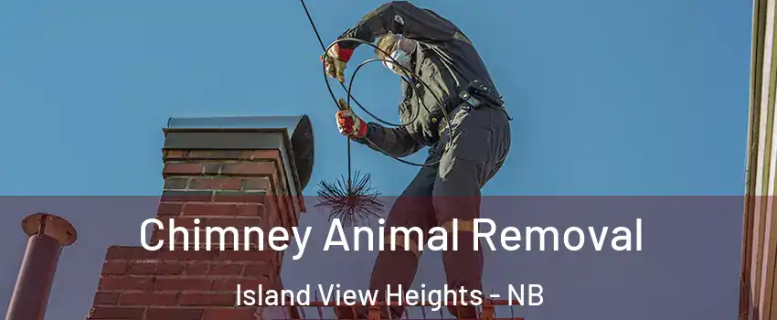 Chimney Animal Removal Island View Heights - NB