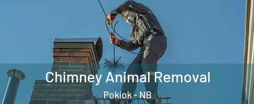 Chimney Animal Removal Pokiok - NB