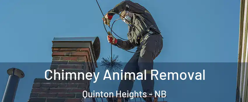  Chimney Animal Removal Quinton Heights - NB