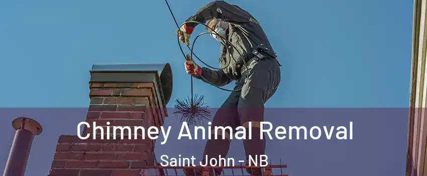 Chimney Animal Removal Saint John - NB