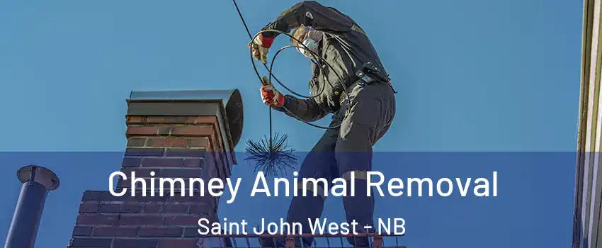 Chimney Animal Removal Saint John West - NB