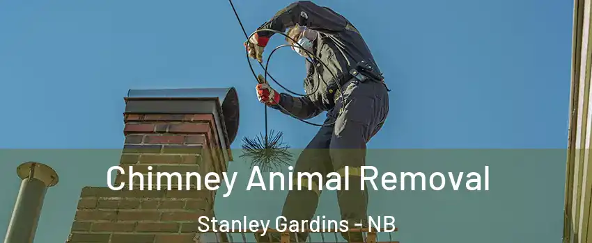 Chimney Animal Removal Stanley Gardins - NB