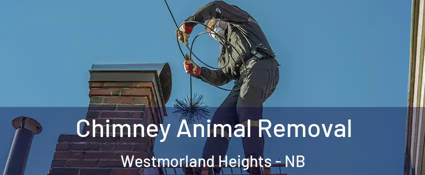 Chimney Animal Removal Westmorland Heights - NB