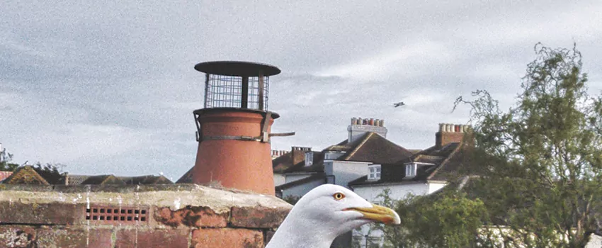 Chimney Cap Bird Guard Repair in Saint John, New Brunswick
